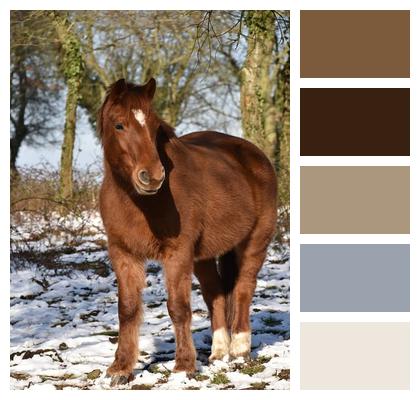 Equine Horse Chestnut Colored Horse Image